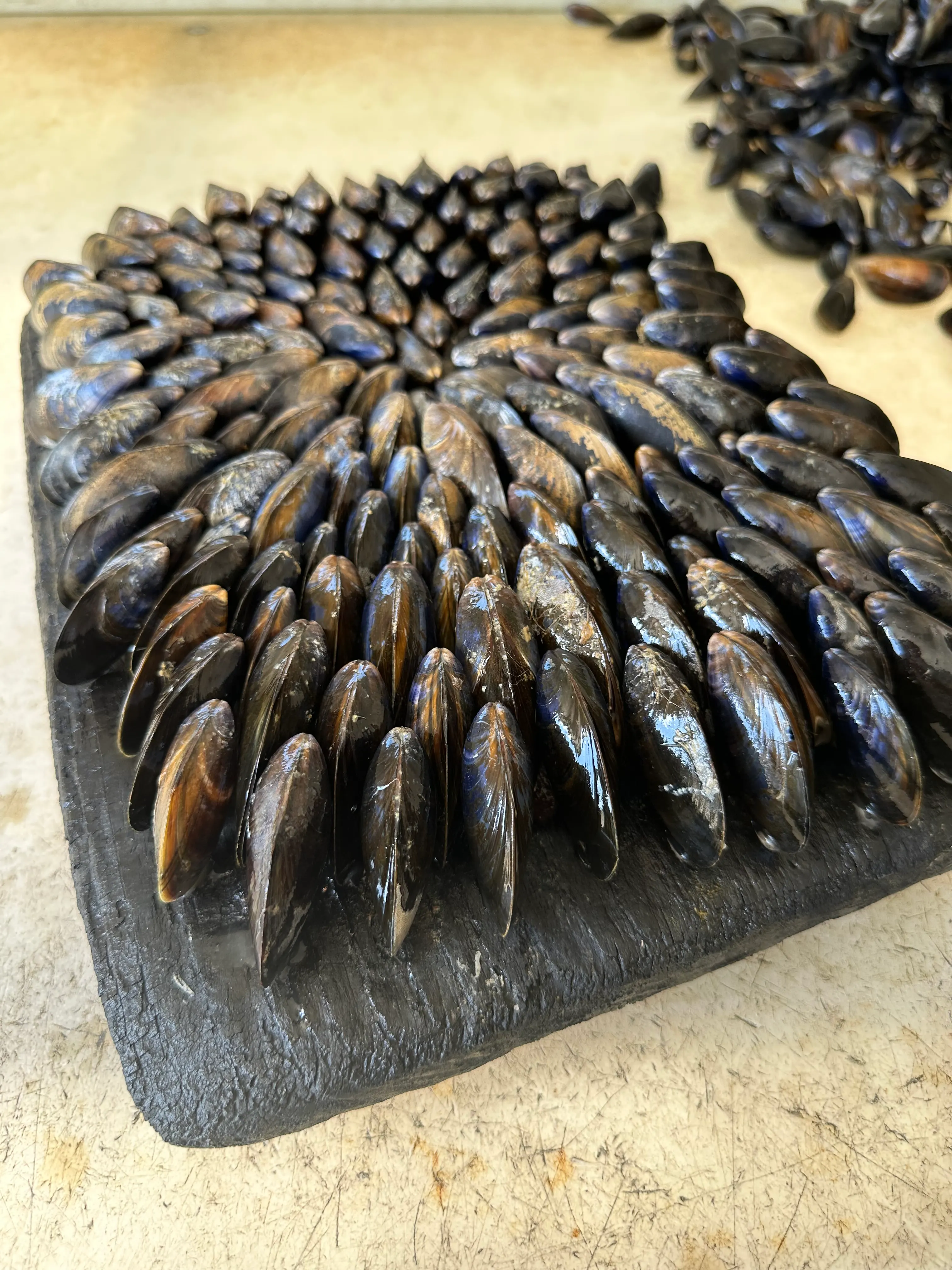 Éclade de Moules