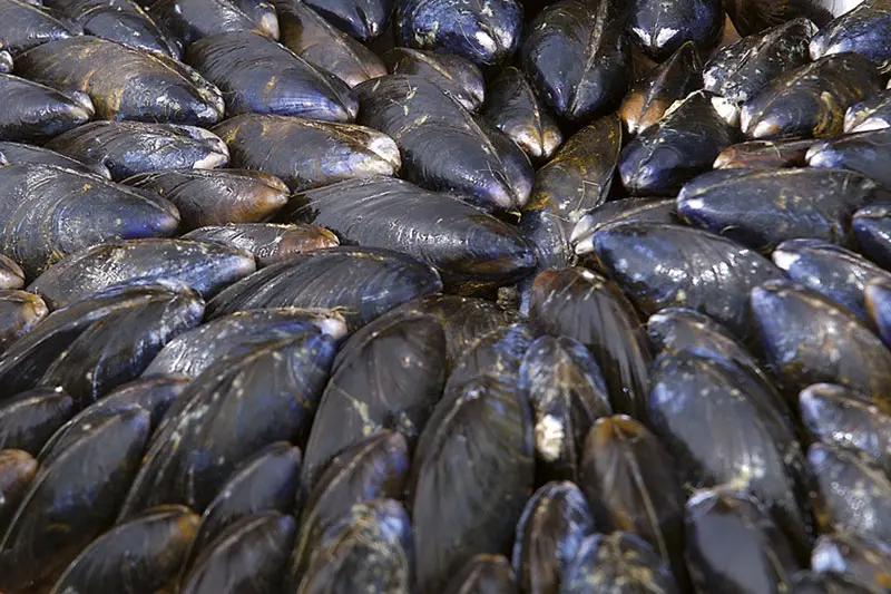 Éclade de moules traditionnelle