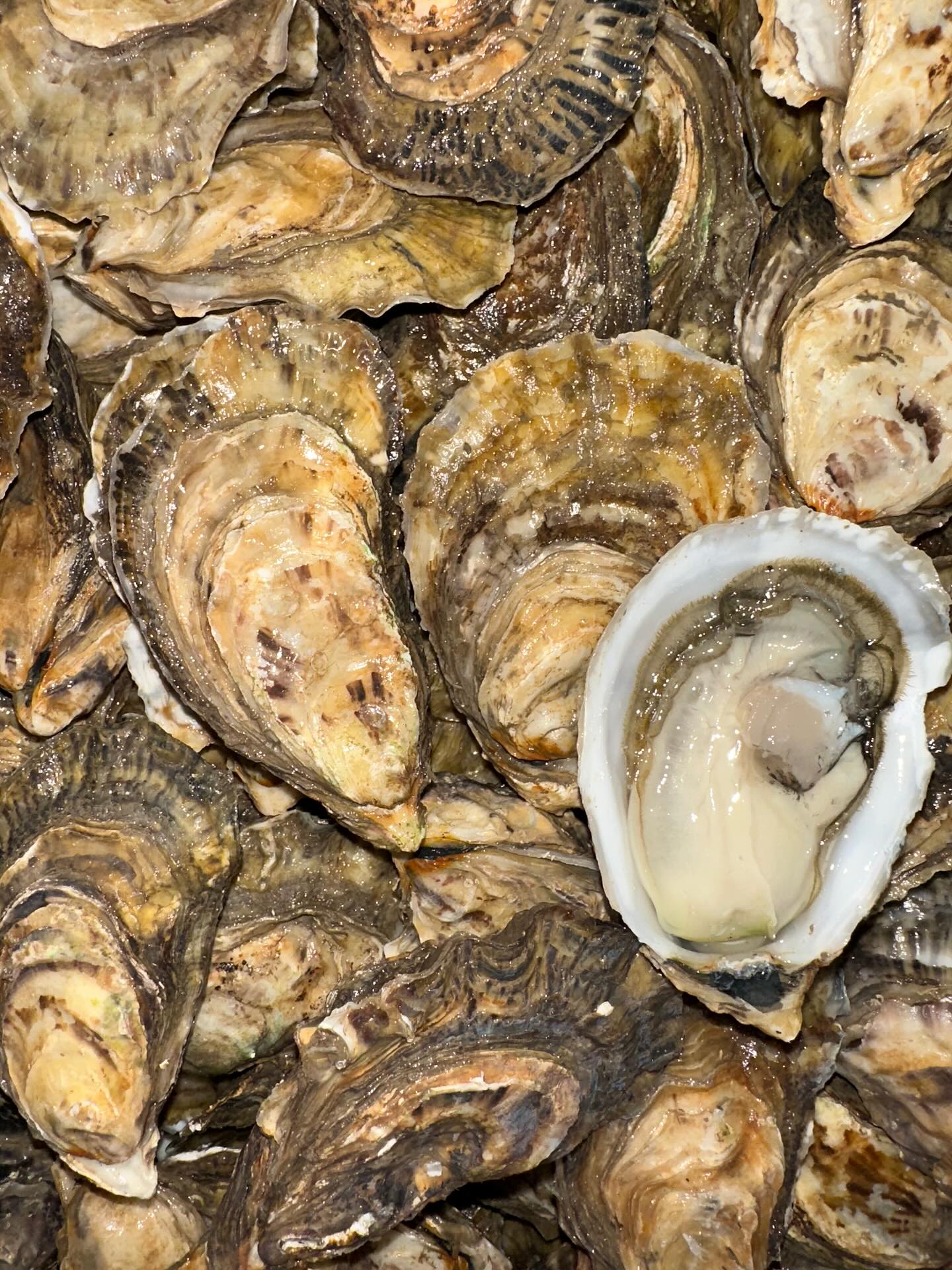 Nos Huîtres Spéciales
